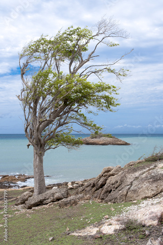 Naklejka albero 