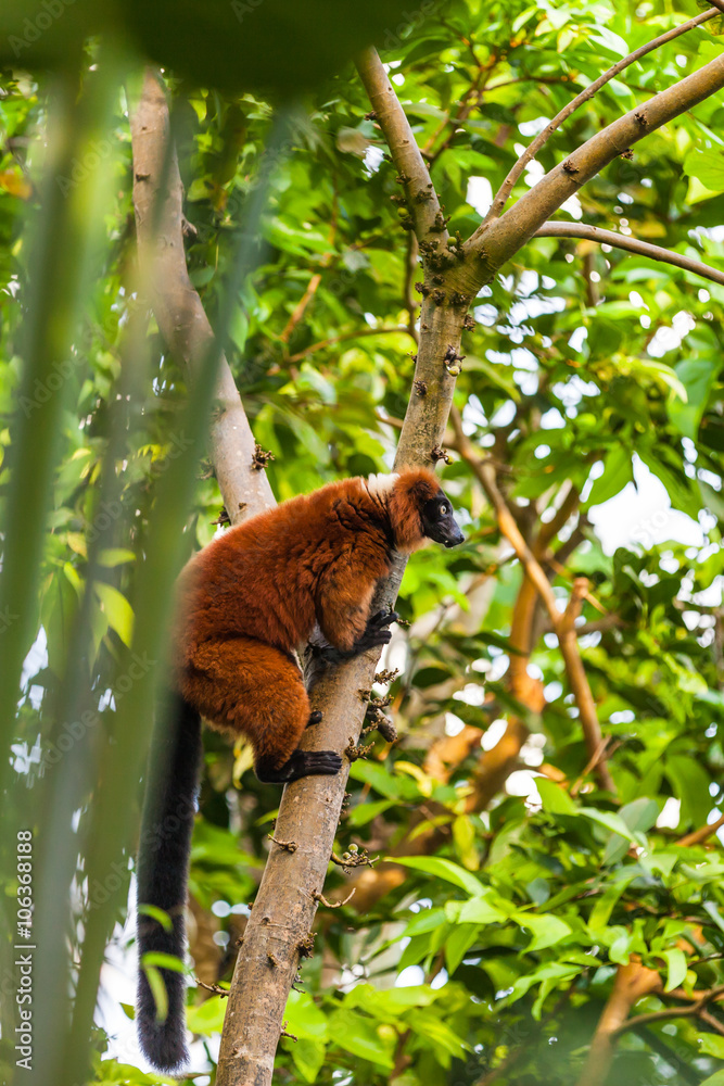 Obraz premium Red ruffed lemur