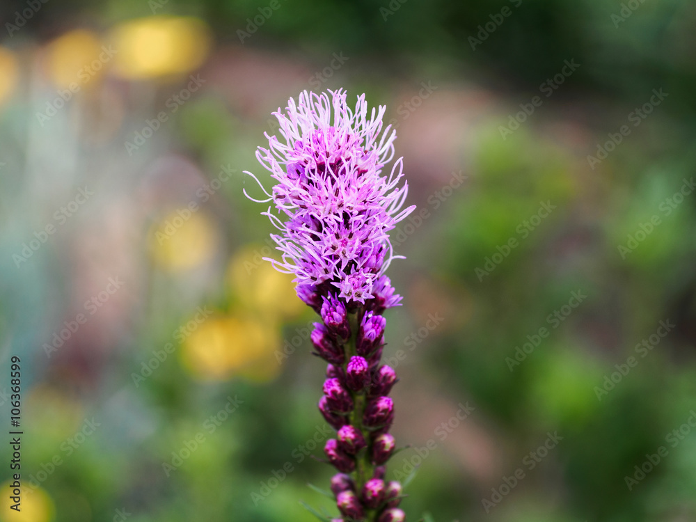 Fototapeta premium Liatris in the garden