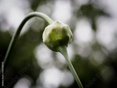 Garlic in the garden
