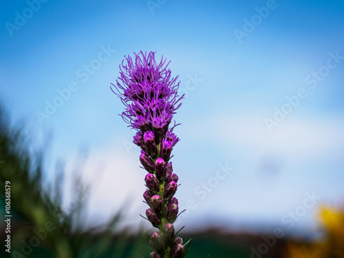 Liatris in the garden