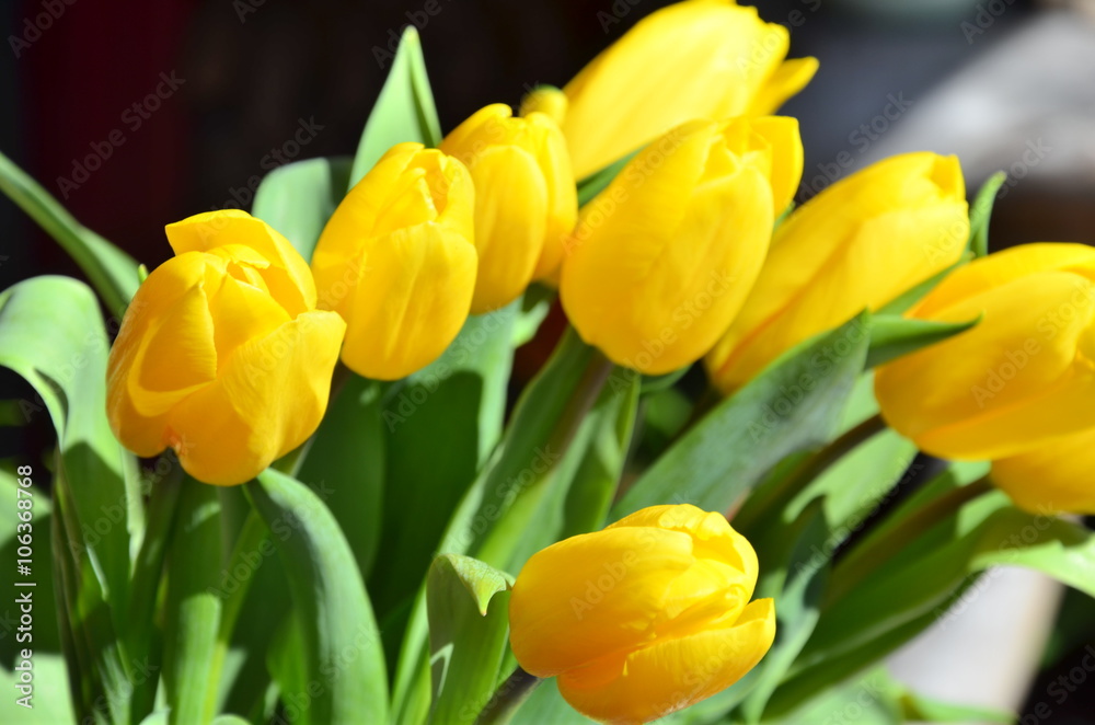 Gelbe Tulpen Gelbe Tulpen