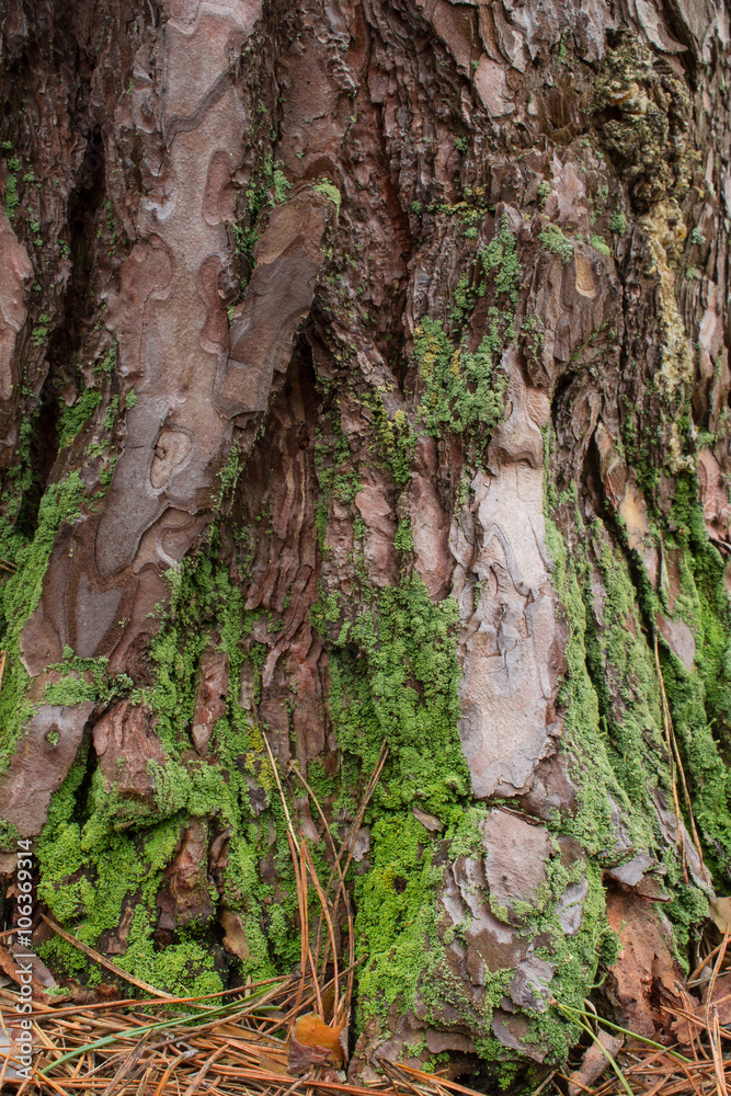 Old mosy tree bark Old mosy tree bark
