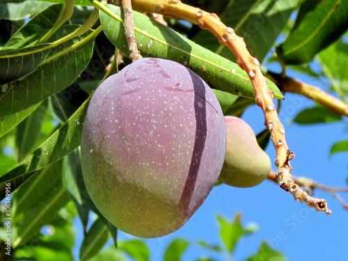 Obraz na płótnie Or Yehuda mango 2011