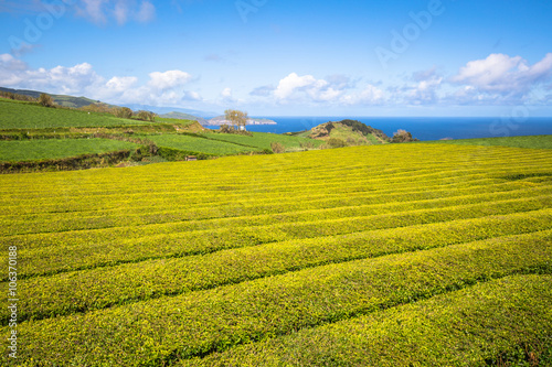 Tea plantation in Porto Formoso. Amazing landscape of outstandin