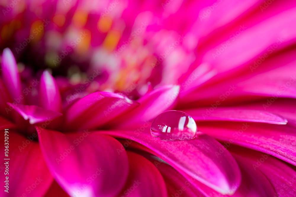 Macro of a gerbera flower Macro of a gerbera flower