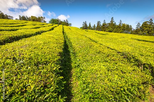 Tea plantation in Porto Formoso. Amazing landscape of outstandin