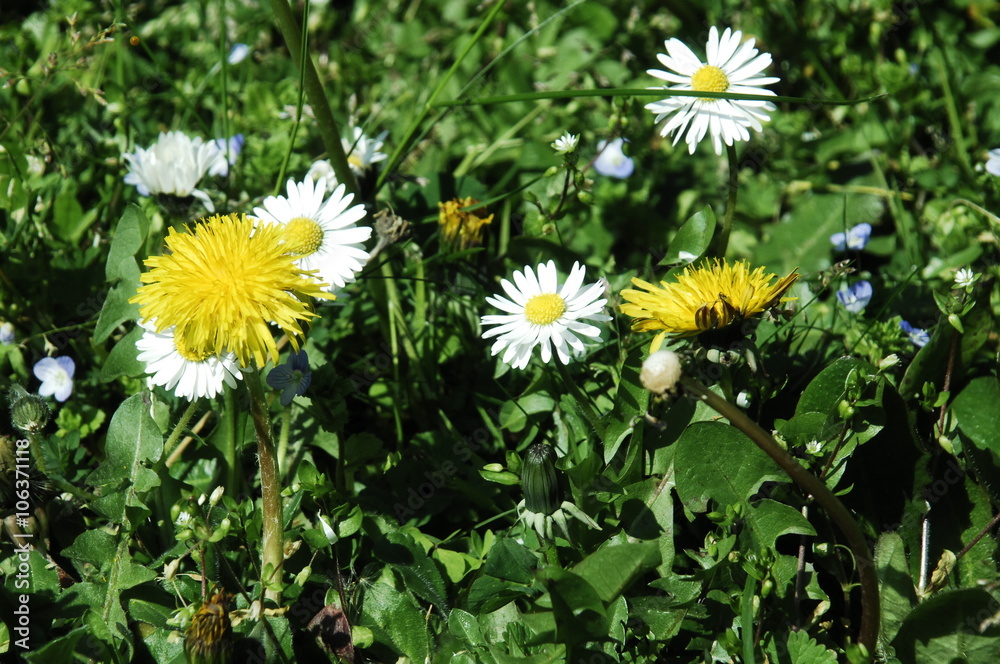 marguerites, pâquerettes et pissenlits marguerites, pâquerettes et pissenlits