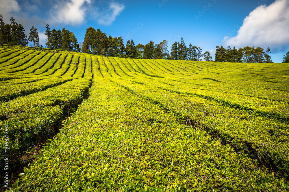 Tea plantation in Porto Formoso on the north coast of the island
