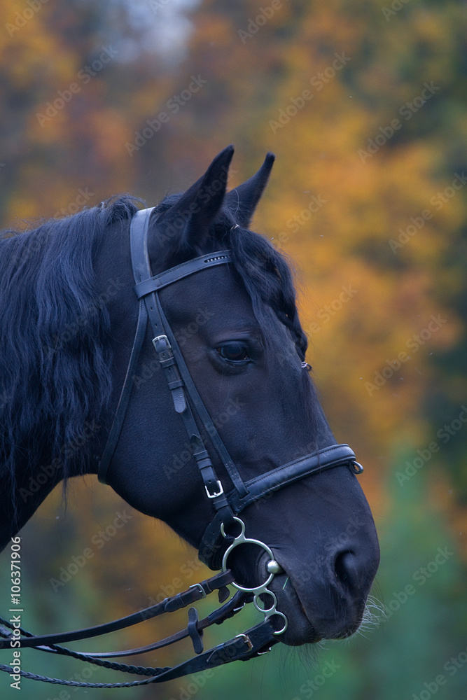 Obraz premium head black horse