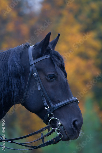 head black horse