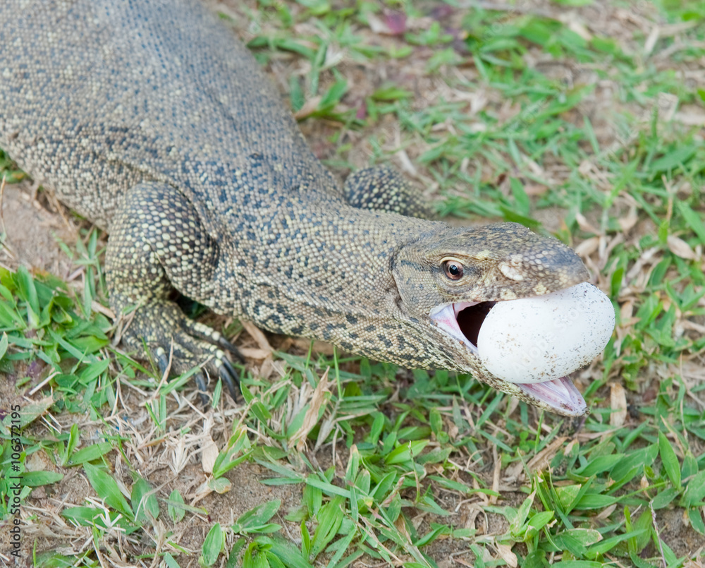 The lizard eats egg The lizard eats egg