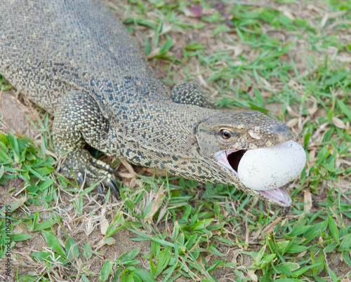 The lizard eats egg