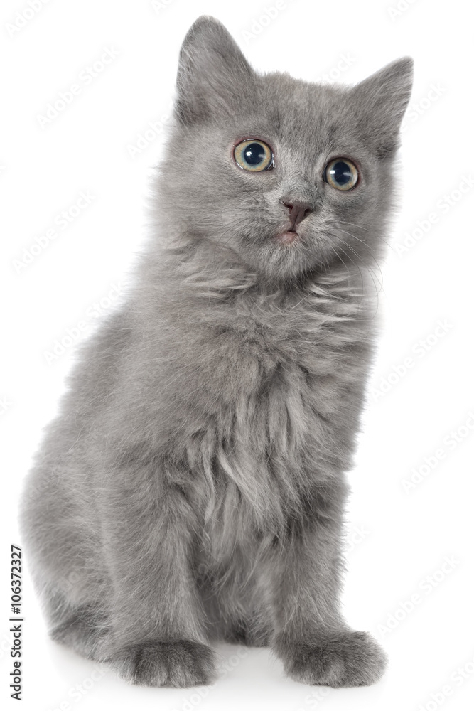 Small gray long haired kitten sitting