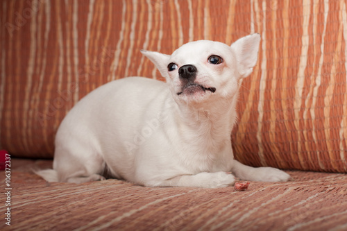 White Chihuahua lying on sofa, 3 years old female.