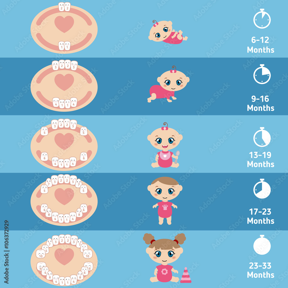 Baby teething chart