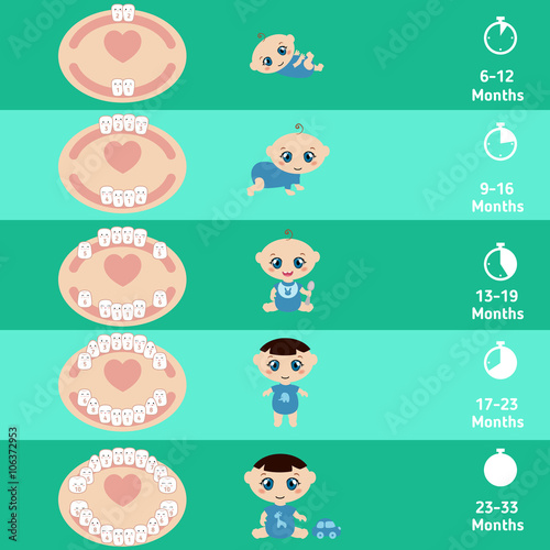 Baby teething chart