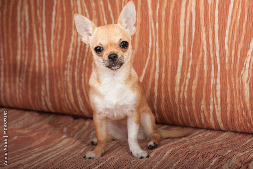  Chihuahua puppy sitting on sofa, 4 months old female