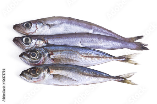 mackerel isolated