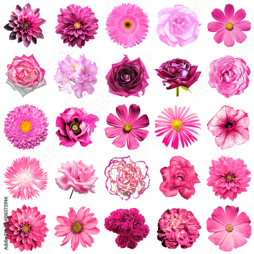 Mix collage of natural and surreal pink flowers 25 in 1: peony, dahlia, primula, aster, daisy, rose, gerbera, clove, chrysanthemum, cornflower, flax, pelargonium isolated on white