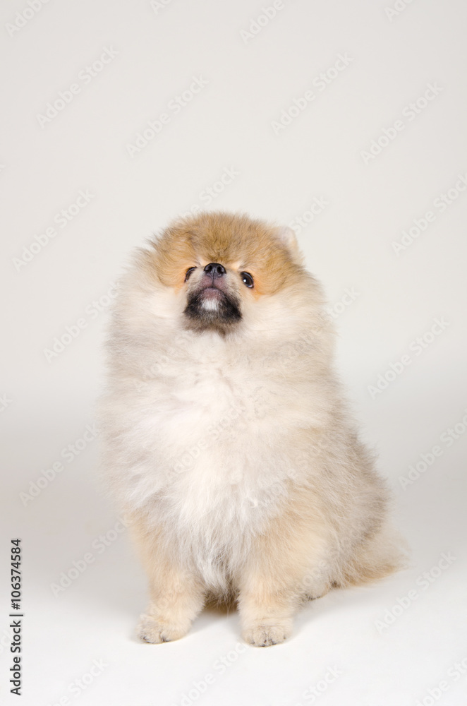 Cute Pomeranian puppy looking up (on a gray background) Cute Pomeranian puppy looking up (on a gray background)