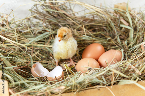 Newborn chick looking at broken egg shell on hay
