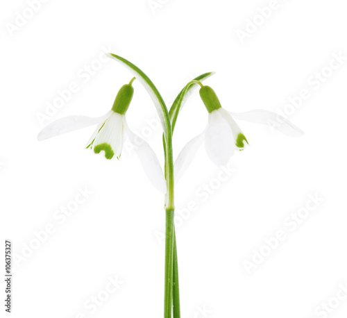 Two snowdrops isolated on white