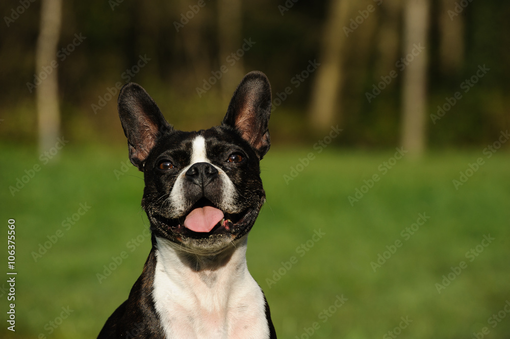 Boston Terrier dog in green field with smile