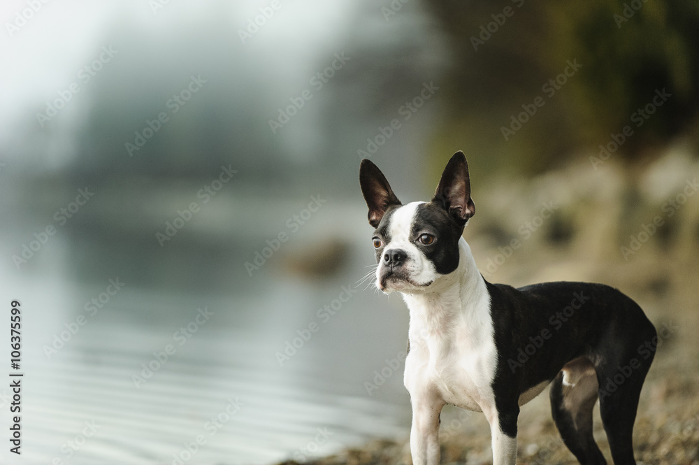 Boston Terrier dog standing along rocky shore Boston Terrier dog standing along rocky shore