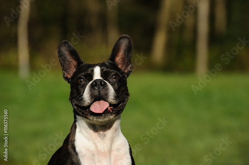 Boston Terrier dog in green field with smile