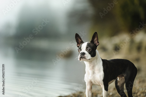Boston Terrier dog standing along rocky shore © everydoghasastory