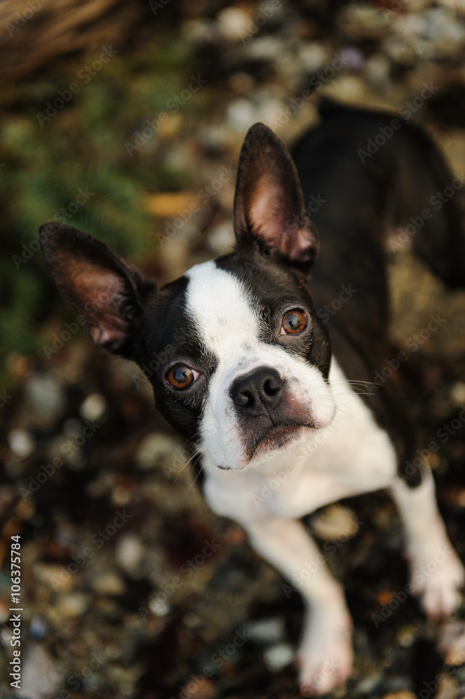 Boston Terrier dog looking up from wet rocks