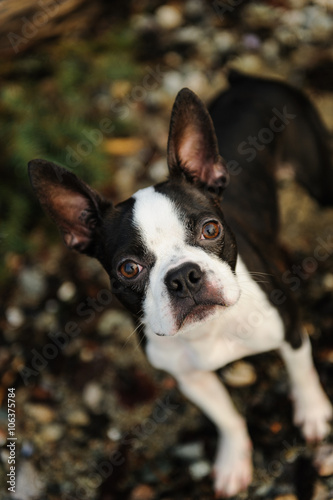 Boston Terrier dog looking up from wet rocks © everydoghasastory