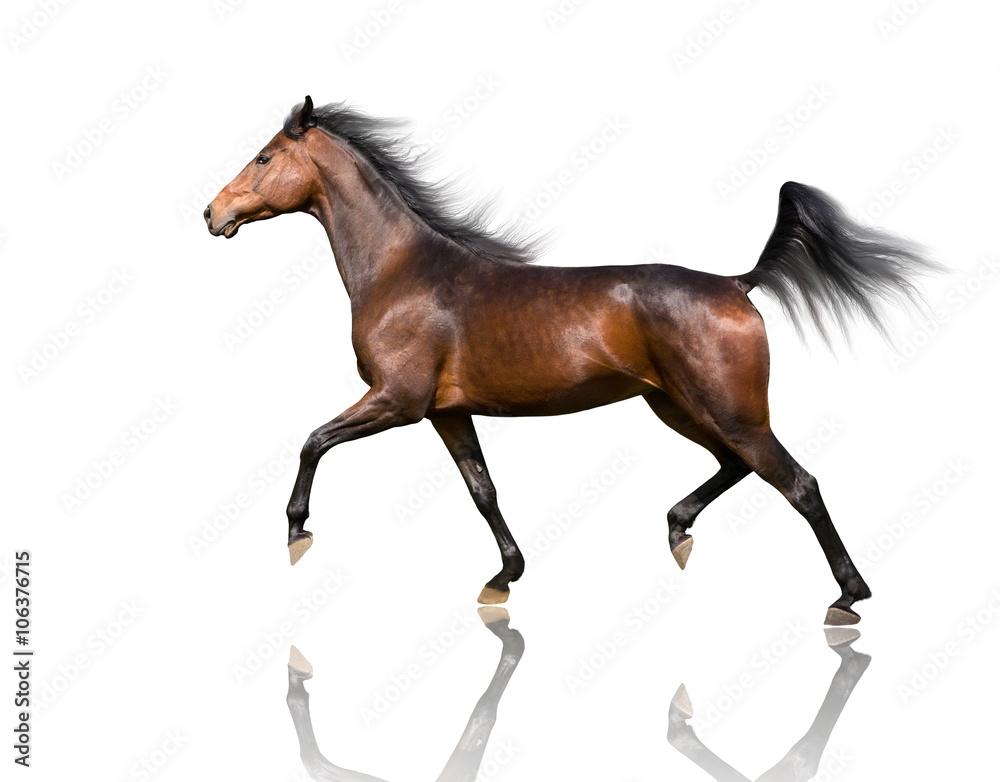 isolate of the brown horse trotting on the white background