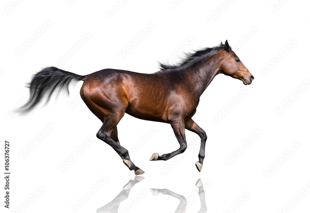 isolate of the brown horse trotting on the white background