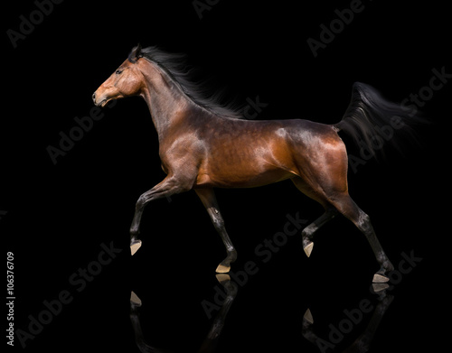 isolate of the brown horse trotting on the black background