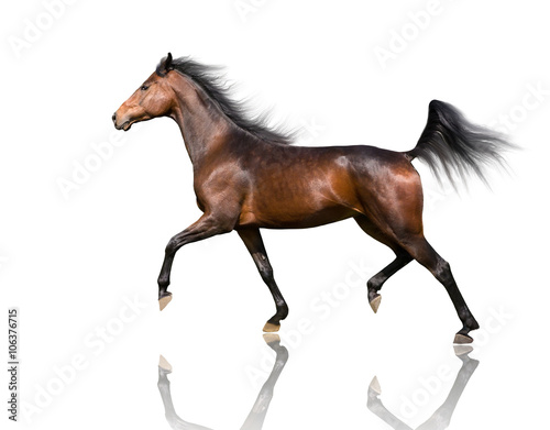 isolate of the brown horse trotting on the white background