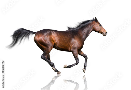 isolate of the brown horse trotting on the white background