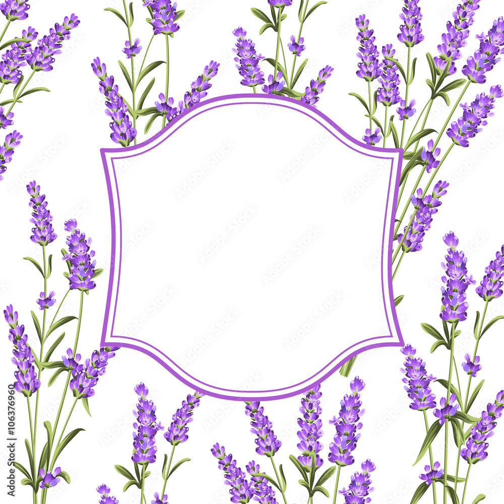 The Lavender frame line.