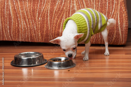 Obraz na plátně White Chihuahua dressed with pullover feeding granules at home