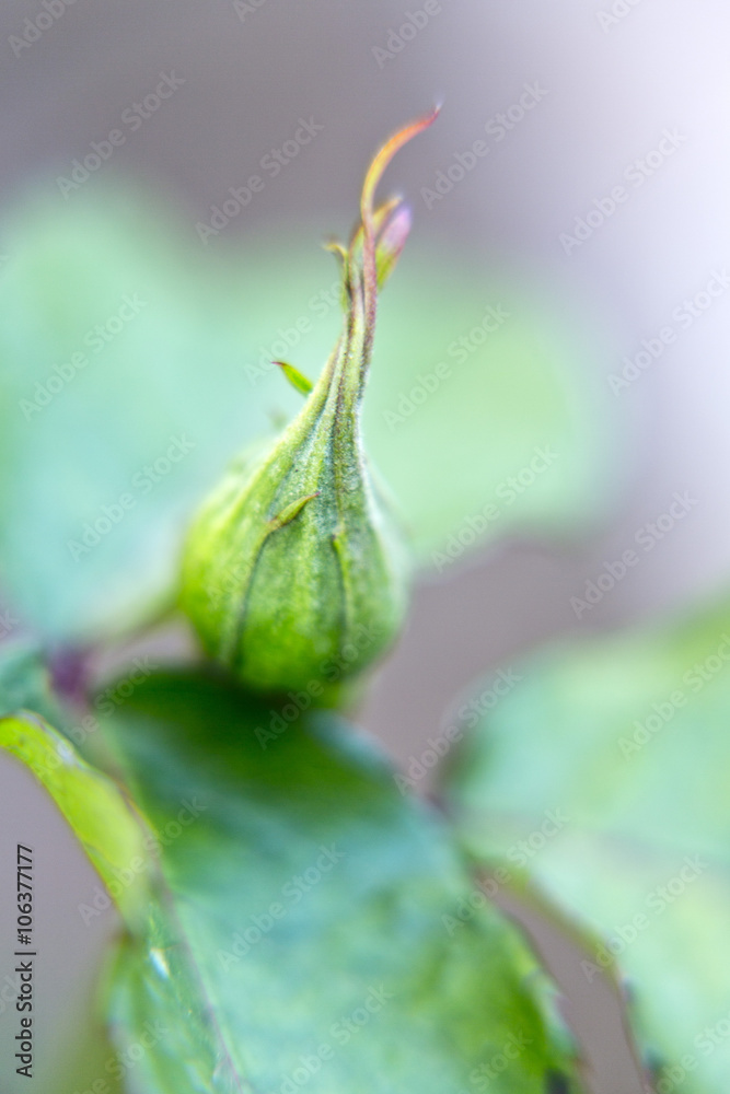 Fototapeta premium Young rosebud sprouts