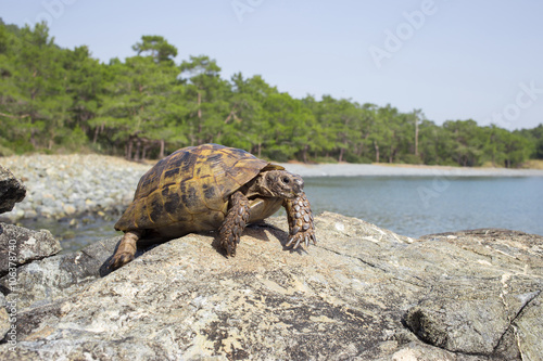 Land turtle crawling on rocks in natural conditions. © trek6500