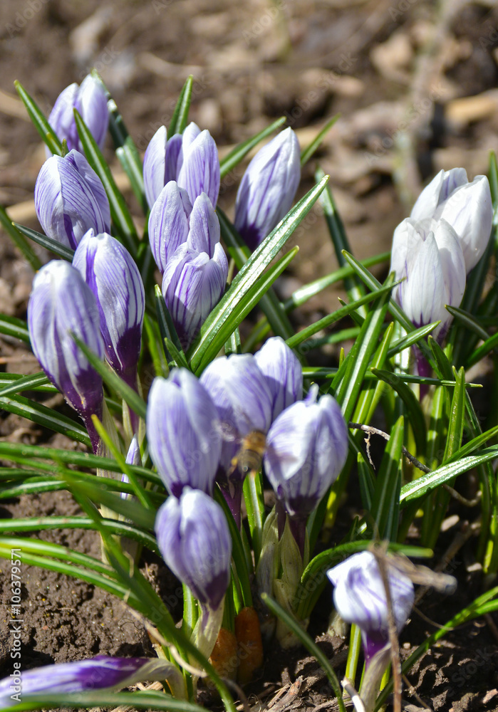 Fototapeta premium Spring crocuses.