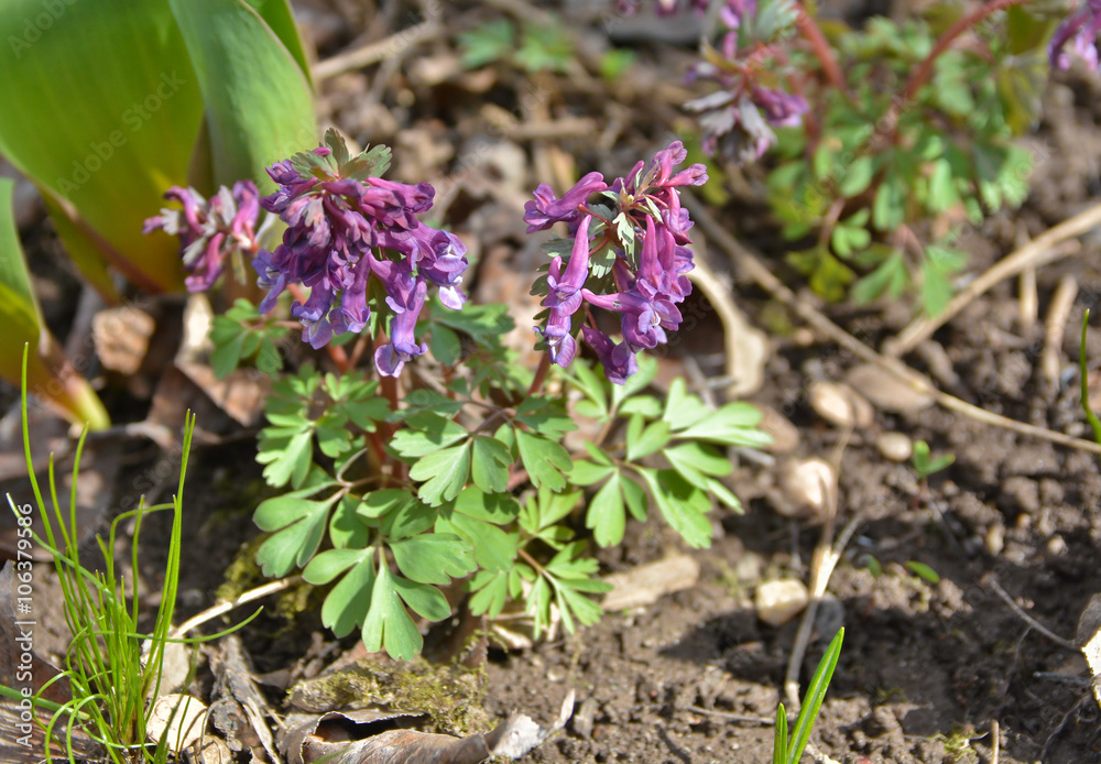 Corydalis cava Corydalis cava