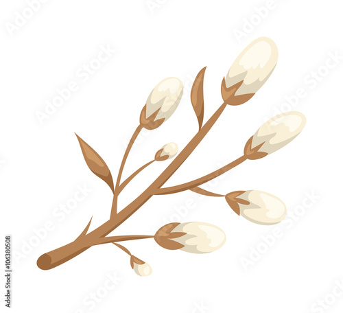 Spring branches willow seals flowers nature snowdrops plant vector
