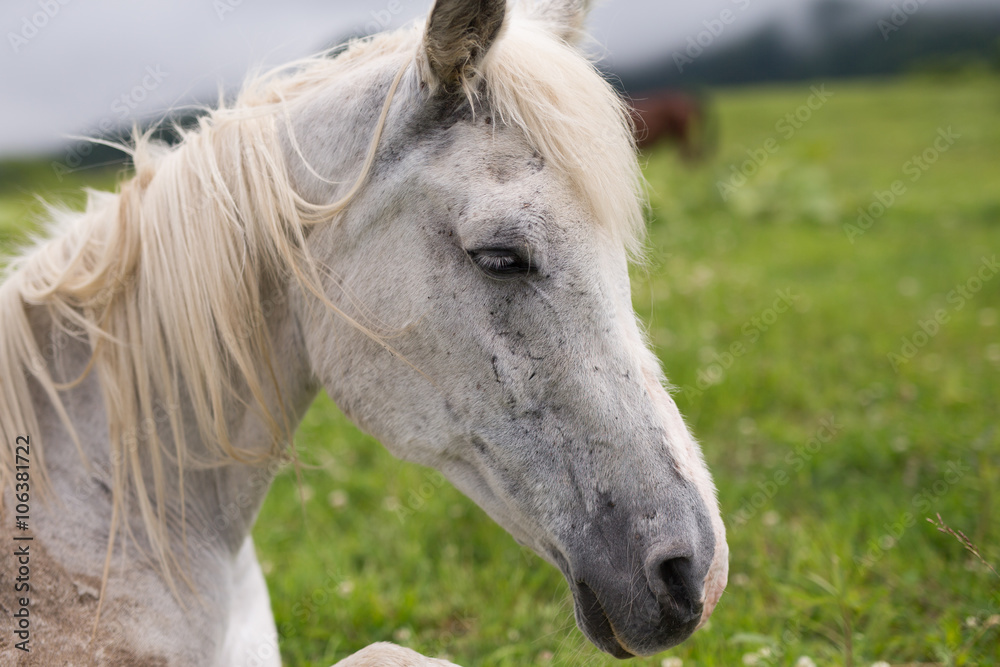 Obraz premium 白馬