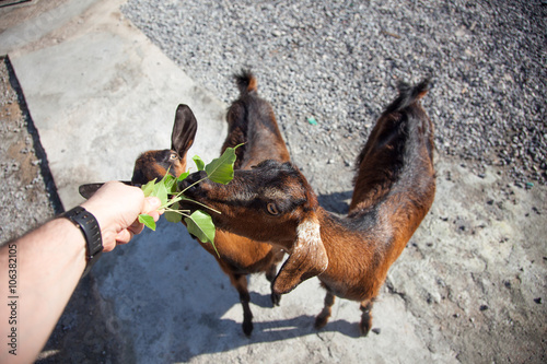 Hand feeding goats in Musandam, Oman