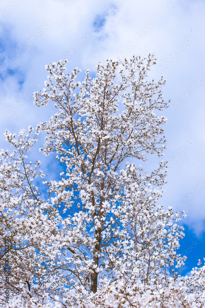 White Magnolia Flowers In Spring