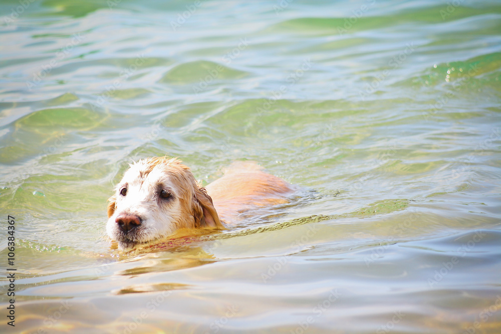 Golden Retriever dog swimming at the beach Golden Retriever dog swimming at the beach