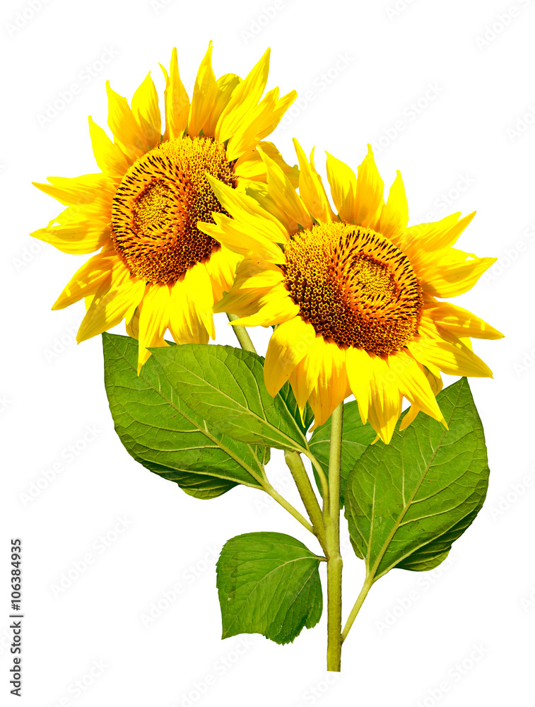Obraz premium beautiful sunflower isolated on a white background